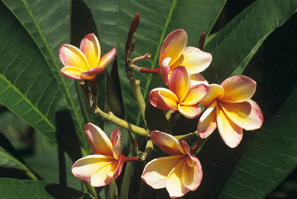 Flores Afrodisíacas