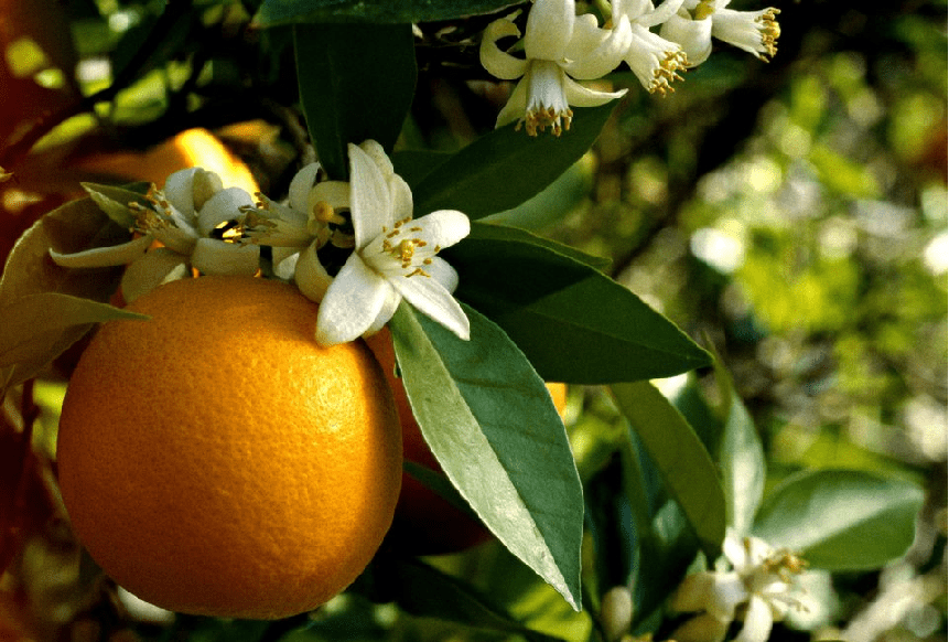 Essência de laranjeira para que serve